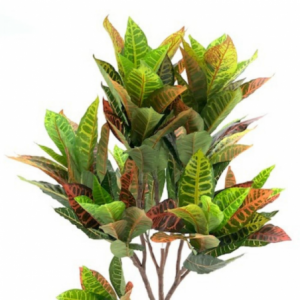 Zoom Pianta di Croton ornamentale 120 cm. 134 foglie