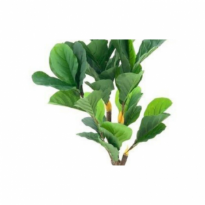 Zoom Pianta ornamentale Ficus Pandurata 125 cm. 43 foglie con vaso