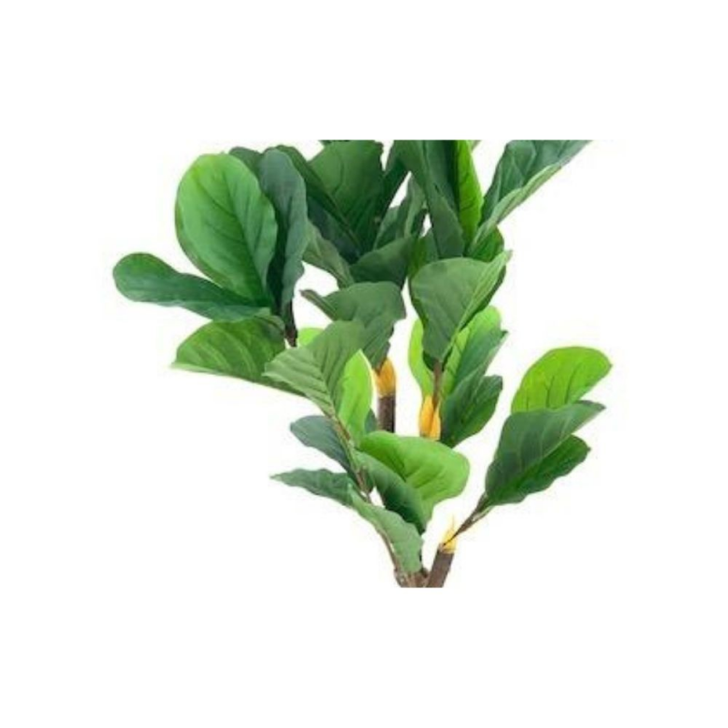 Pianta ornamentale Ficus Pandurata 125 cm. 43 foglie con vaso