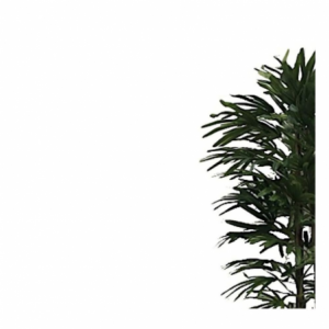 Zoom Pianta ornamentale Fan Palm 140 cm. 400 foglie con vaso