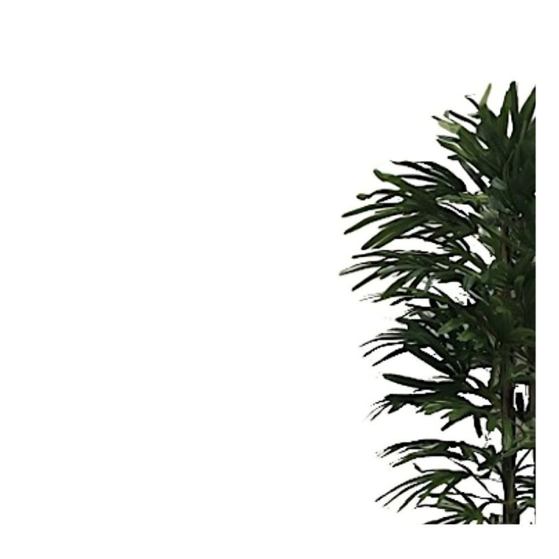 Pianta ornamentale Fan Palm 140 cm. 400 foglie con vaso