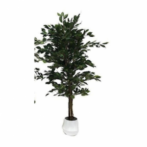 Pianta ornamentale di Ficus 180 cm. 1344 foglie con vaso