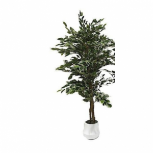 Zoom Pianta ornamentale di Ficus 180 cm. 1344 foglie con vaso