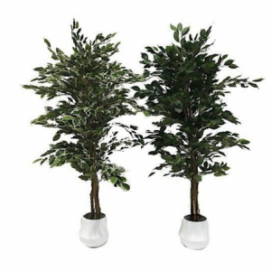 Pianta ornamentale di Ficus 180 cm. 1344 foglie con vaso