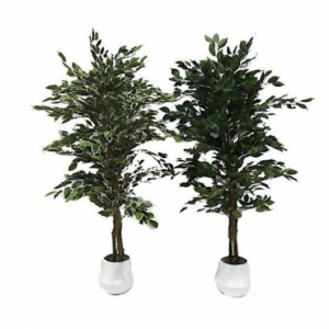 Zoom Pianta ornamentale di Ficus variegato 120 cm. 768 foglie con vaso