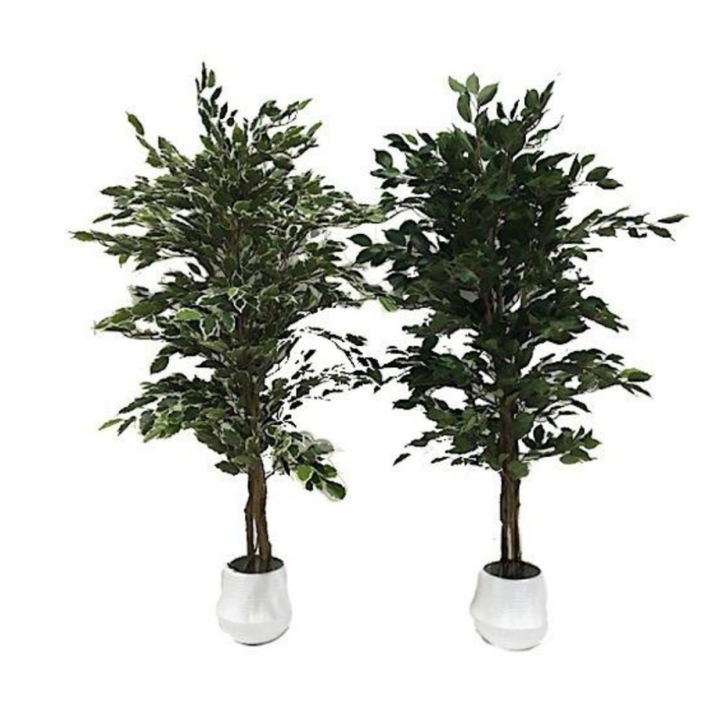 Pianta ornamentale di Ficus variegato 120 cm. 768 foglie con vaso