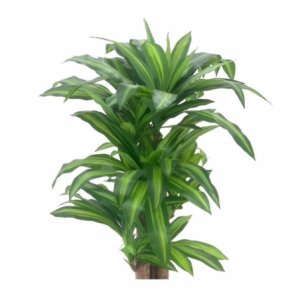 Zoom Pianta ornamentale Dracena 150 cm. con vaso