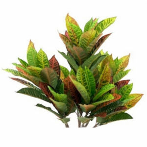 Zoom Pianta di Croton ornamentale 110 cm. 97 foglie