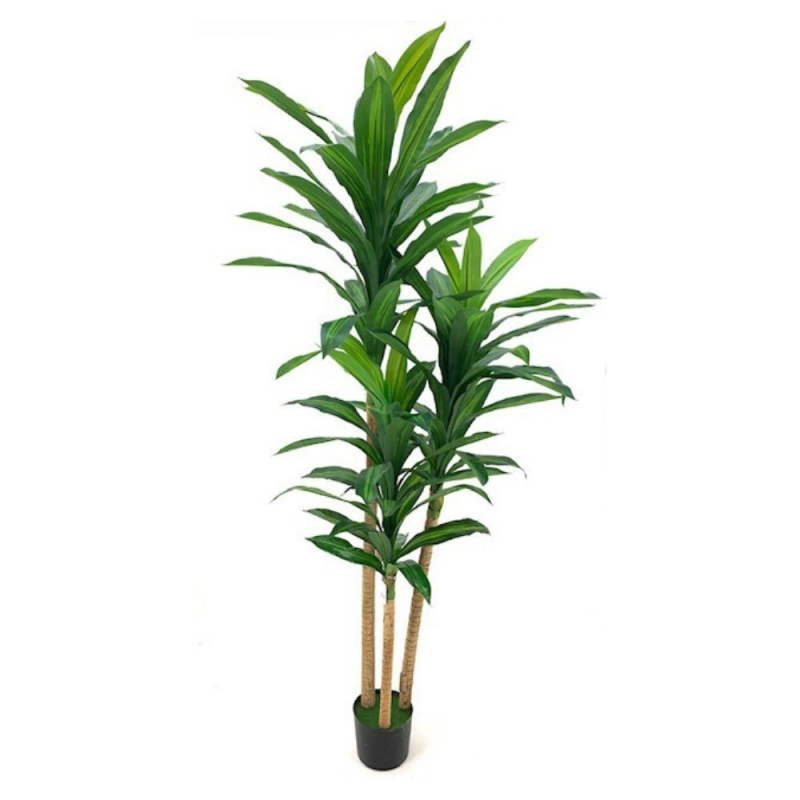 Pianta ornamentale Dracena 180 cm con vaso