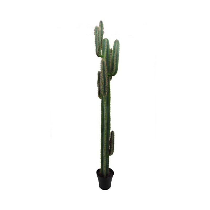 Pianta ornamentale di Cactus 210 cm. in vaso